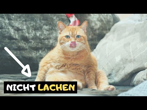 Lustige Tiere 2019 Zum Totlachen Versuche Nicht Zu Lachen