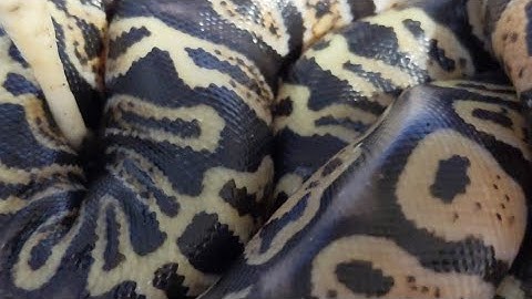 Egg Cutting!!! Clutch 8 And 9!!!!!