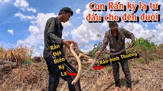 Bắt Được Con Rắn Đột Biến Kỳ Lạ Có 1 Không 2 Tgsb 