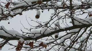 Platanus × hispanica platan javorolistý