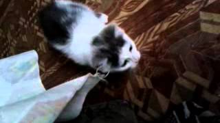 Котенок мальчик 2 мес и перс взрослый мальчик ищут хозяев) Котенок мальчик 2 мес и перс взрослый мальчик ищут хозяев)