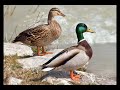 Tudo sobre o Pato real 🦆 (anas plathyrhyncos)