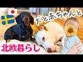 【生後2ヶ月】犬と赤ちゃんのいる生活🌿 ブライアンに弟？わんこ2匹の1日ルーティン🐶