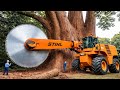 Inside Giant Tree Harvesting Using Heavy Machinery (Full Process)
