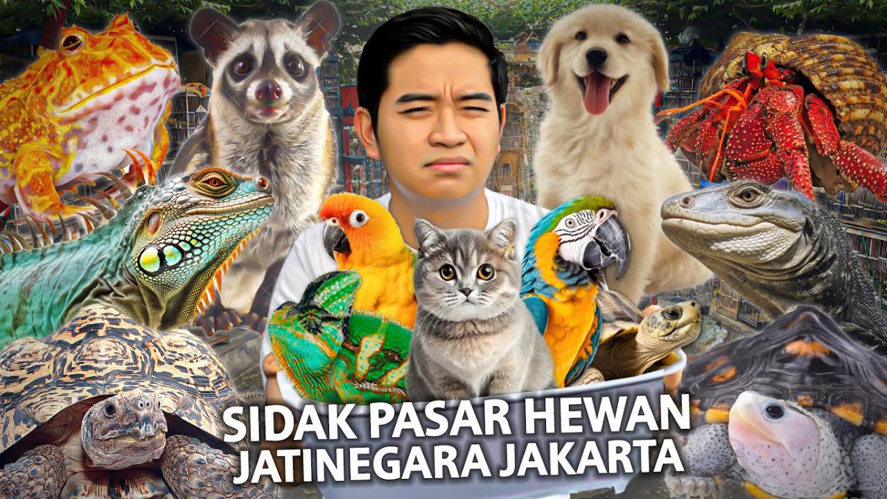 SIDAK PASAR HEWAN JATINEGARA JAKARTA!