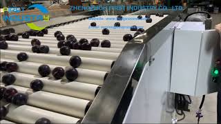pulms sorting machine, plums grader, plums sizer