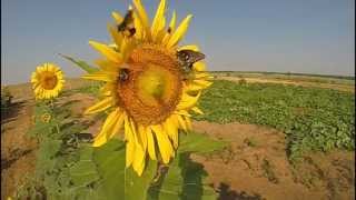 Gopro Hero 3 Slow Motion Bugs