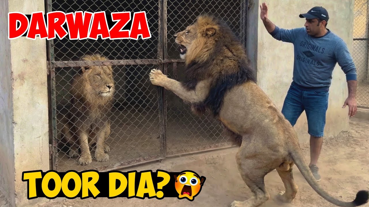 Mr T Ne Aaj Scarface Par Hamla Kar Diya… Room Ka Darwaza Torne Ki Koshish! 😱🦁