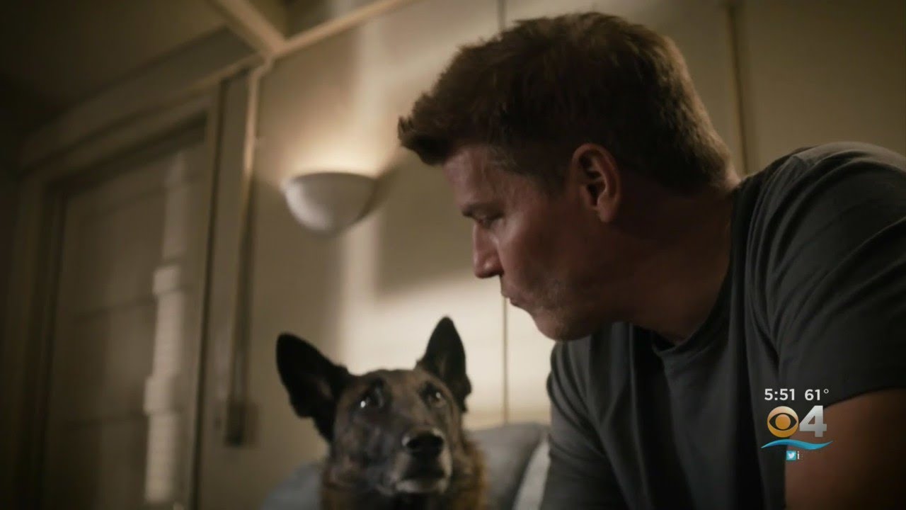 2-Year-Old Dutch Shepherd Joins 'SEAL Team'