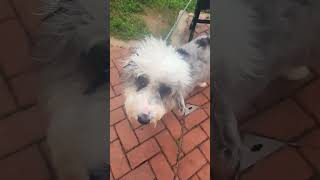 Kelerke, MAU IKUT SAMA AKU 😂 #lucu #anjing #trending #viral #asmr #fyp Kelerke, MAU IKUT SAMA AKU 😂 #lucu #anjing #trending #viral #asmr #fyp