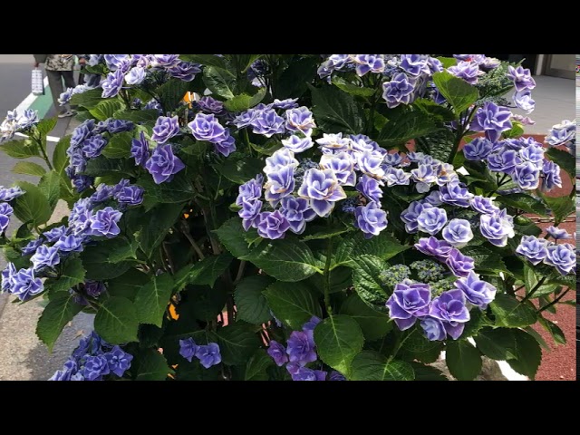 雄三通り あじさい 銀河 6 Youtube