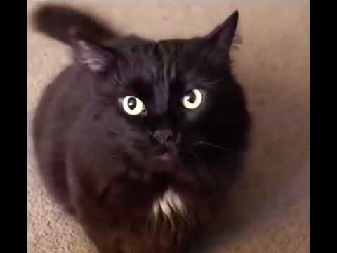 Funny Cat Black Maxwell Meow Attacks 🤣🐈‍⬛ #cat #cats #blackcat #cute #cuteanimals #funny