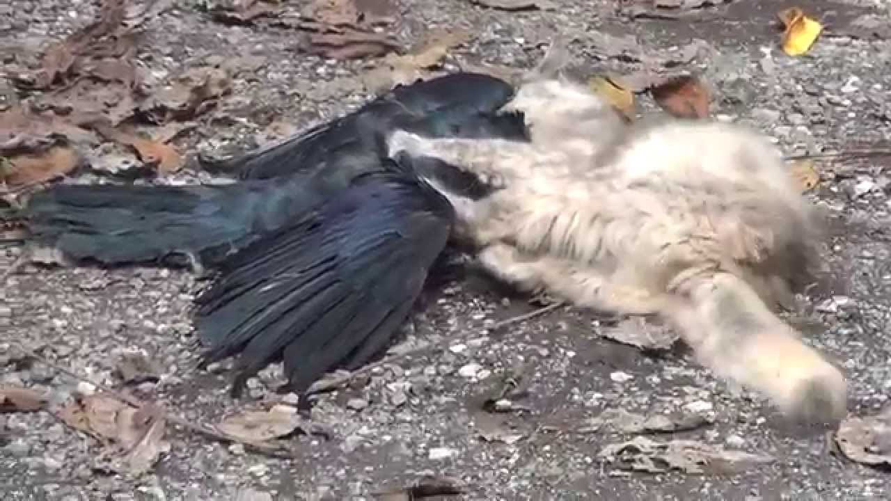 ゴリラカラス動画の動画 画像 動画検索 マイルドサイト