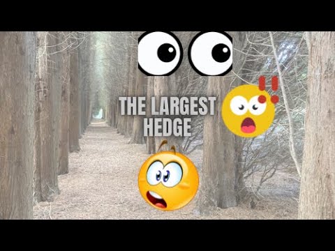 🌳Bedbury forest 🌳 the largest hedge #fyp #forest #vlogs🌳#travel