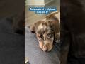 Milo the dapple dachshund