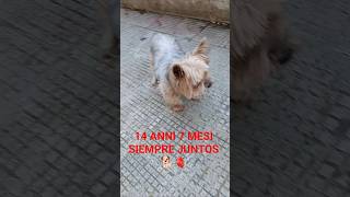 grazie di cuore per tutto quello che provate per Lilly#yorkshire#yorkie#yorkshireterrier#perros#dog