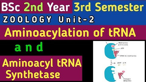 Aminoacylation of tRNA in hindi/ Aminoacyl tRNA Synthetase/ BSc 2nd year 3rd semester zoology Unit 2