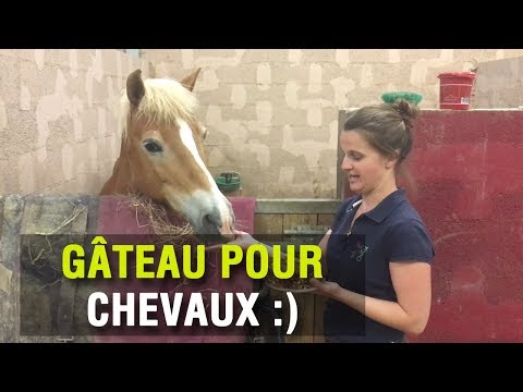 Gateau Special Chevaux Animal Cake