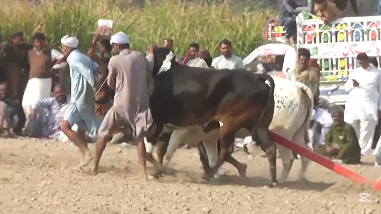 Mala Ryk Iqbal Abad Saeed Ahmad chohan 