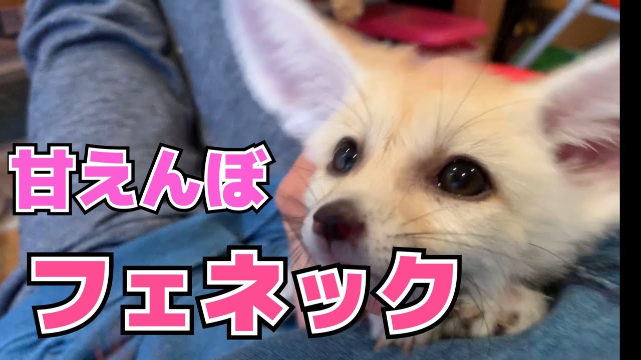 フェネック】生後約2ヶ月の甘えんぼちゃん - YouTube