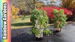 Post-Helene: Final Greenstalk Pepper Harvest for 2024