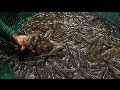 Profitable Shrimp Farming - Part 2 | TatehTV Episode 14