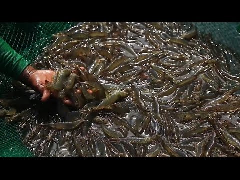 Video: Spaghetti Na May Mga Hipon At Pulang Isda