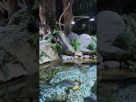 Dubai Aquarium part 5 #dubaiaquarium #dubaiaquariumandunderwaterzoo #burjkhalifa #dubaiblog #dubai