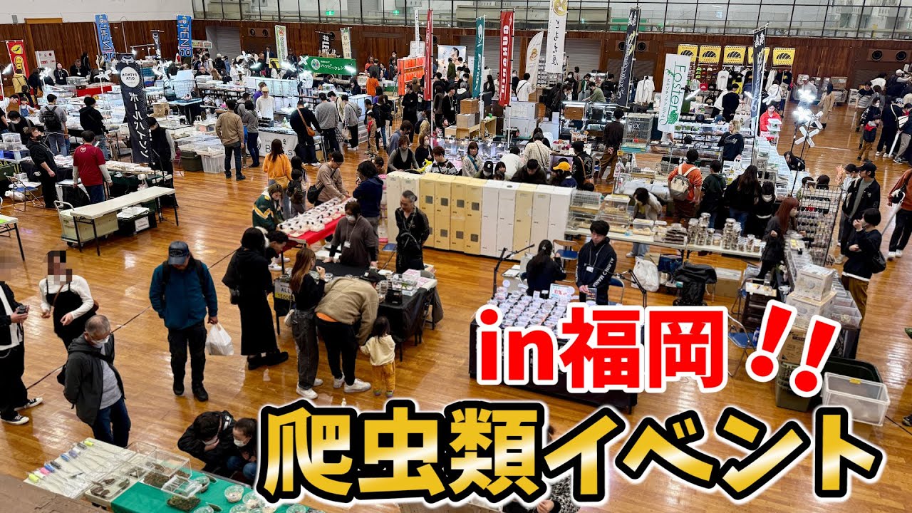 福岡開催の爬虫類イベントで新たに【今後注目】されそうな生体が沢山いて衝撃を受けました