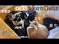 保護猫たちと僕の1日。新たに野良猫と遭遇！これからどうしよう…【あちキャン🐈にゃーとソロキャンプ】