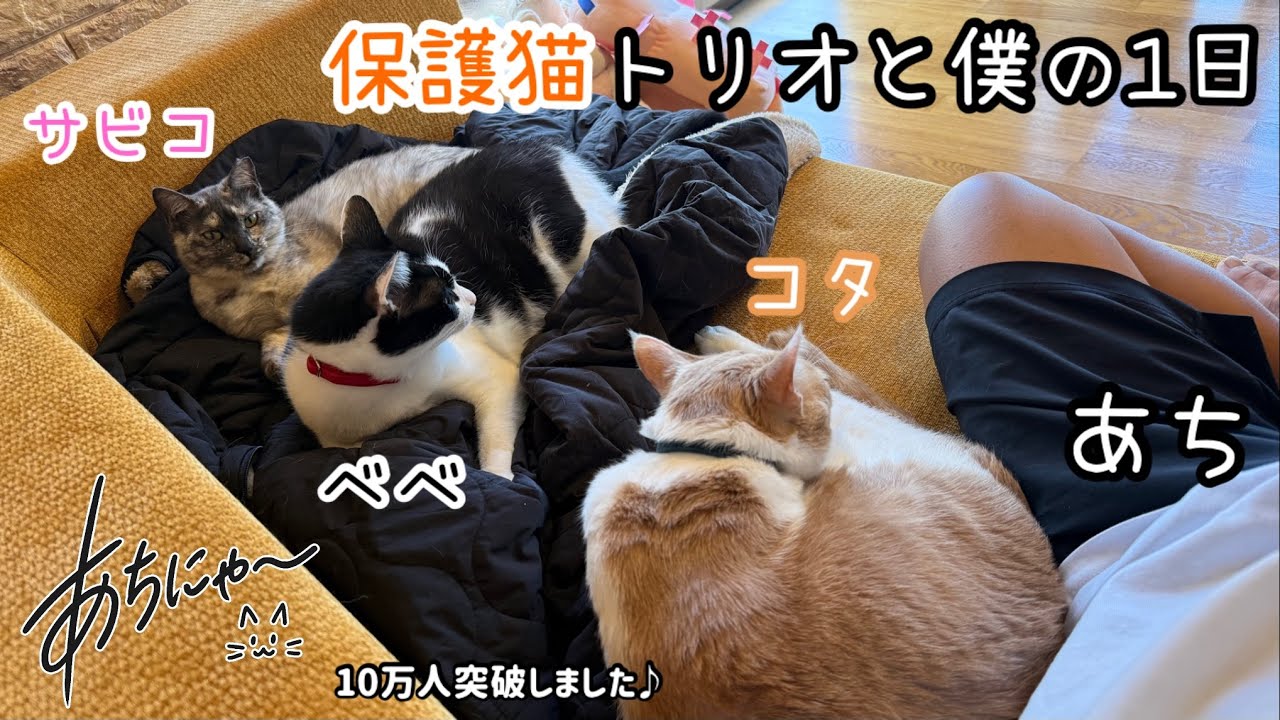保護猫たちと僕の1日。新たに野良猫と遭遇！これからどうしよう…【あち