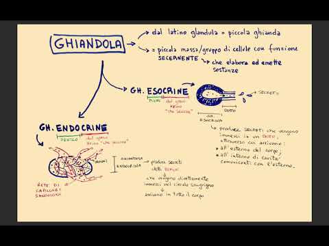 2 .GHIANDOLE ESOCRINE vs ENDOCRINE