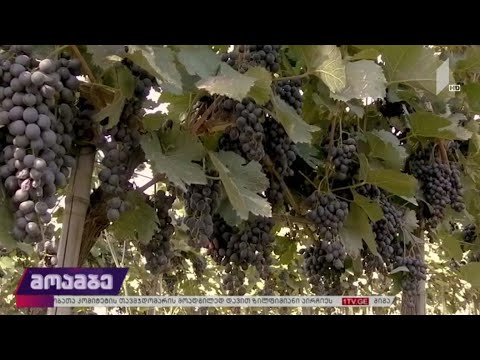 ყურძნის ხარისხის კონტროლი იწყება