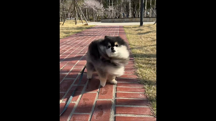 一只风中凌乱的小狗😂快来看看 萌犬 黑金博美抖音宠物
