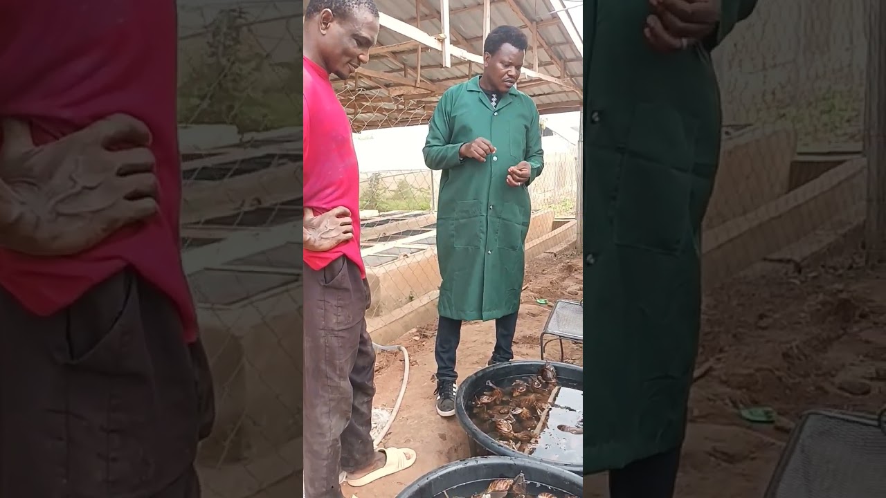 Techniques and instruments/technologies needed to ensure profitable snail farming business
