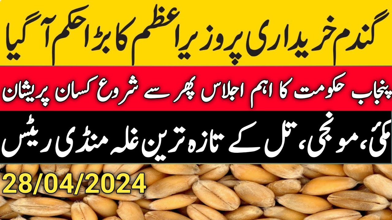 wheat price in pakistan today/today wheat price/galla mandi rate today ...