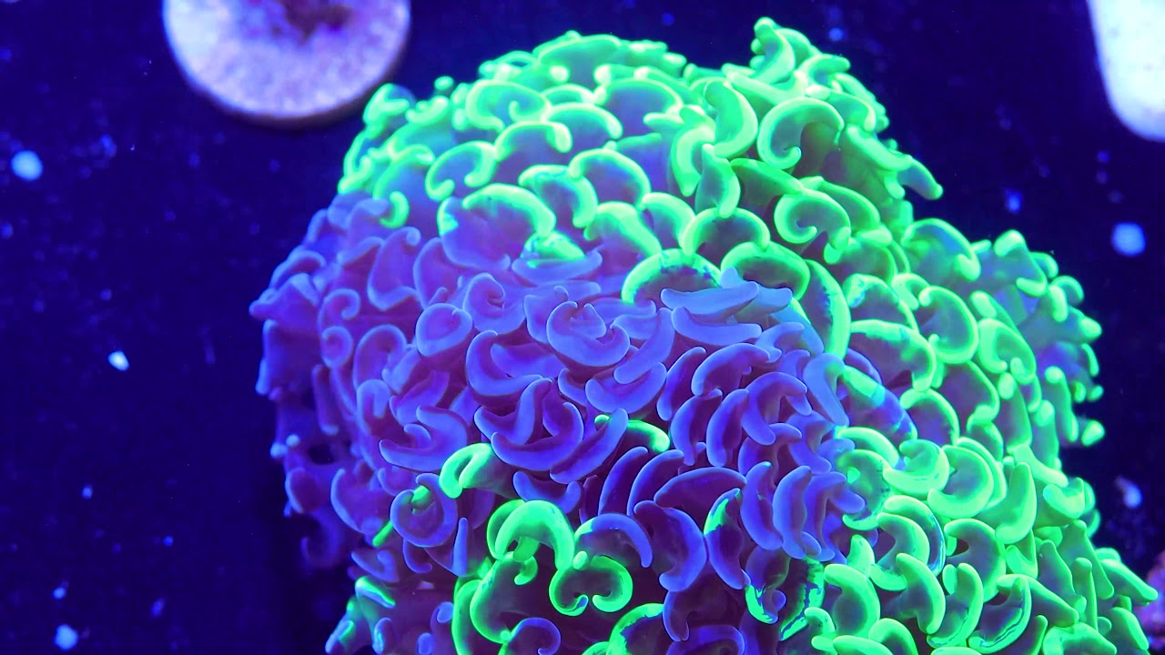 Chimera Hammer Coral YouTube