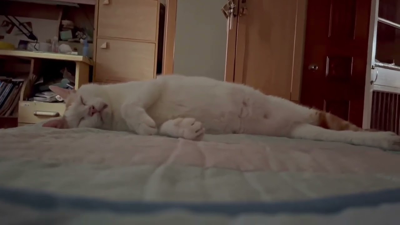 Therapeutic: Fat cat, lazy cap named Mercy.