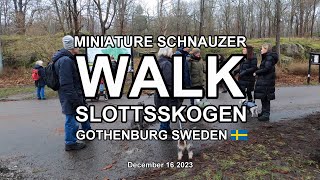 MINIATURE SCHNAUZER WALK SLOTTSSKOGEN 2023 (4K)