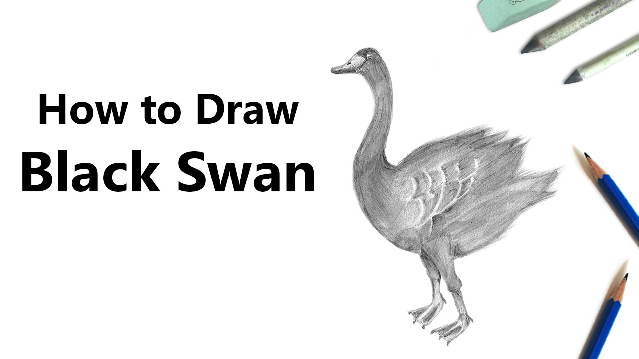 Top 139+ black swan sketch