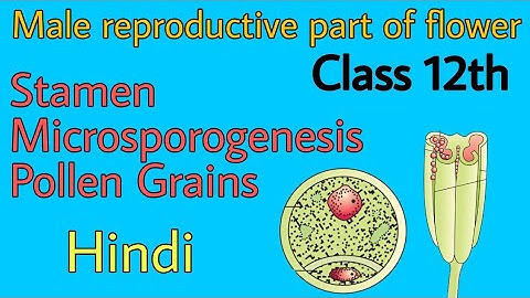 Stamen microsporangium and pollen grains class 12th by be educated in hindi