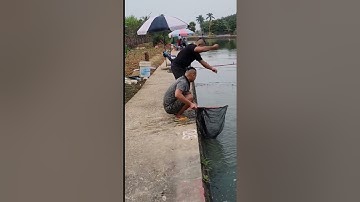 Vlogs 157 Báo cá - Hồ Câu Minh Ngọc 0828152222 Thôn Khúc Giản, Xã An Tiến, Huyện An Lão, Hải Phòng