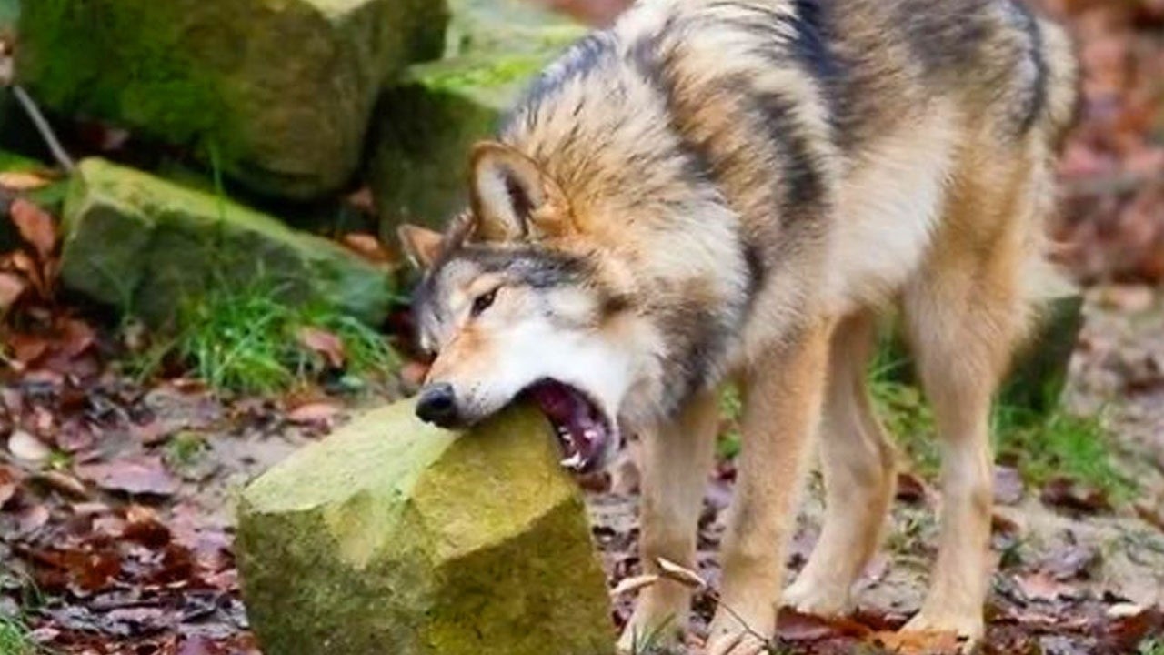 Watch Out! The Funniest Animal Videos of 2026 Are Incoming! 🤣
