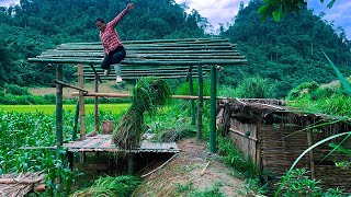 Download Lagu Day 3: Poor girl builds house 100% of bamboo, hoping for a better future. Linda's life MP3 Download Lagu Day 3: Poor girl builds house 100% of bamboo, hoping for a better future. Linda's life MP3