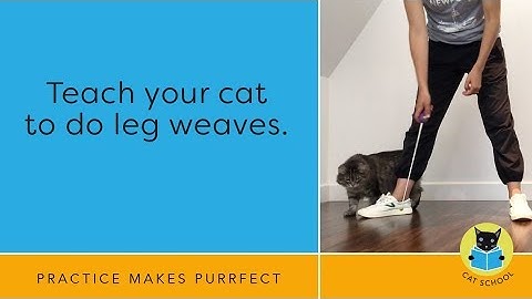 Teach Your Cat To Do Leg Weaves With Clicker Training