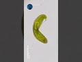 Tiny Worlds Inside of Single Celled Organisms