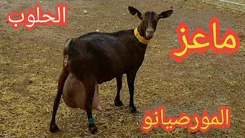 المورسيانو ماعز وكالة الزراعة