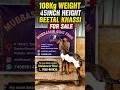 108Kg 45Ht Beetal Khassi For Sale #goat #beetalgoat #bakraeid #bakra #goatfarming #viralgoat #shorts