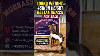 108Kg 45Ht Beetal Khassi For Sale #goat #beetalgoat #bakraeid #bakra #goatfarming #viralgoat #shorts