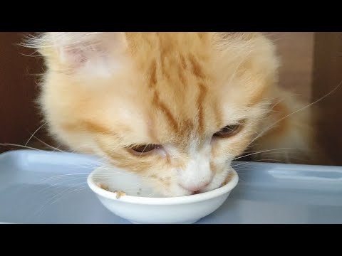 餌を食べる子猫が可愛くて癒される【スコティッシュフォールド】